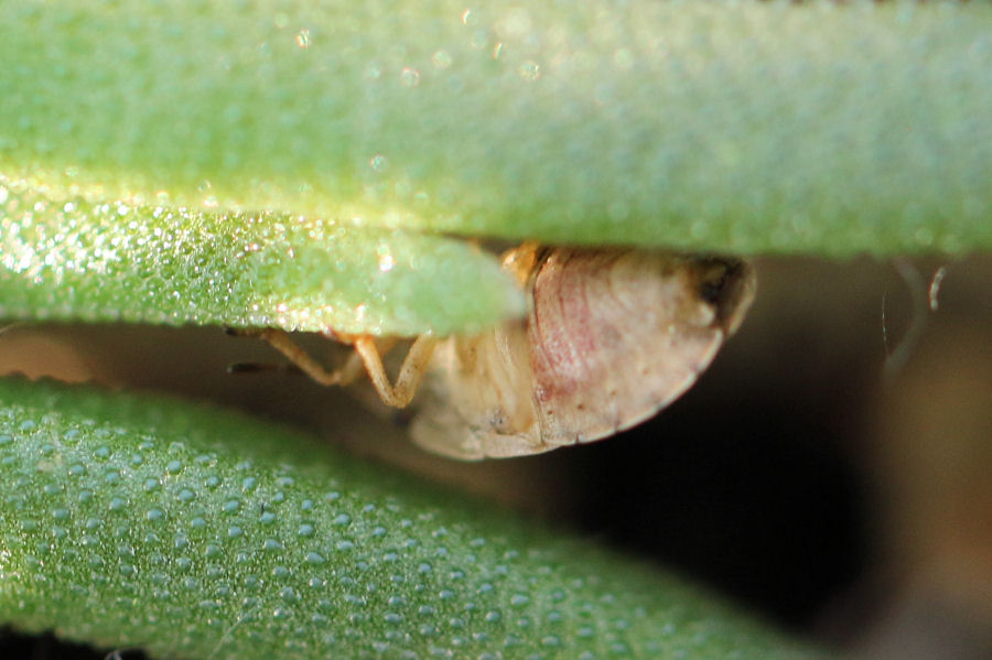 Pentatomidae: Sciocoris sulcatus