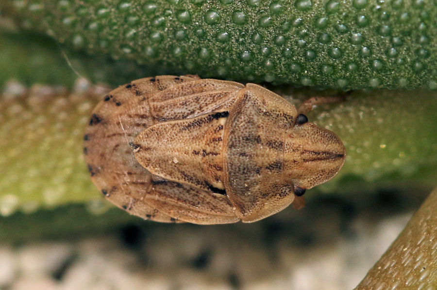 Pentatomidae: Sciocoris sulcatus