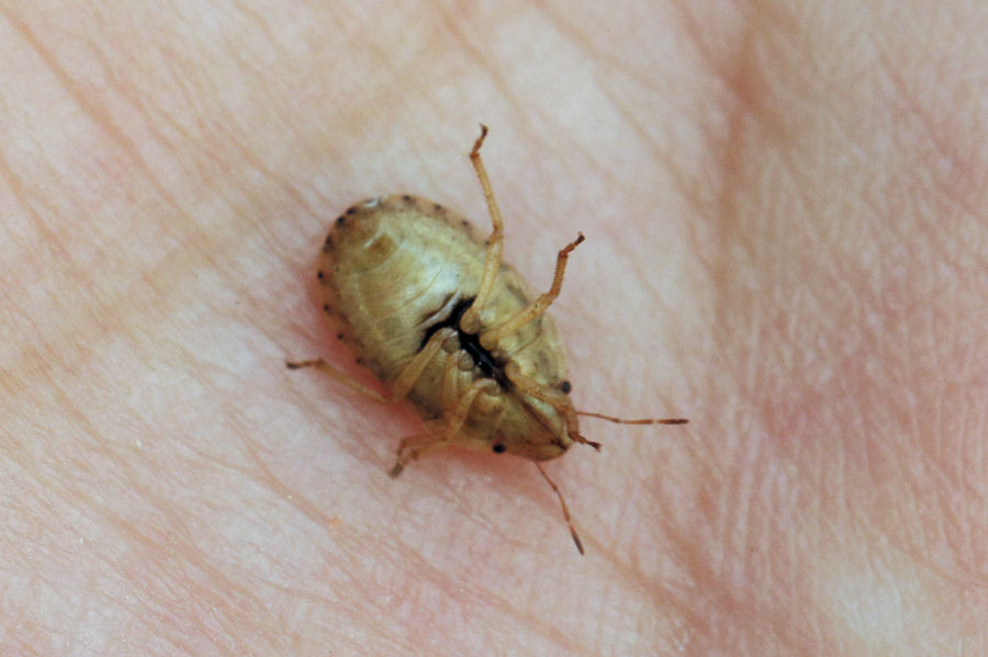 Pentatomidae: Sciocoris sulcatus