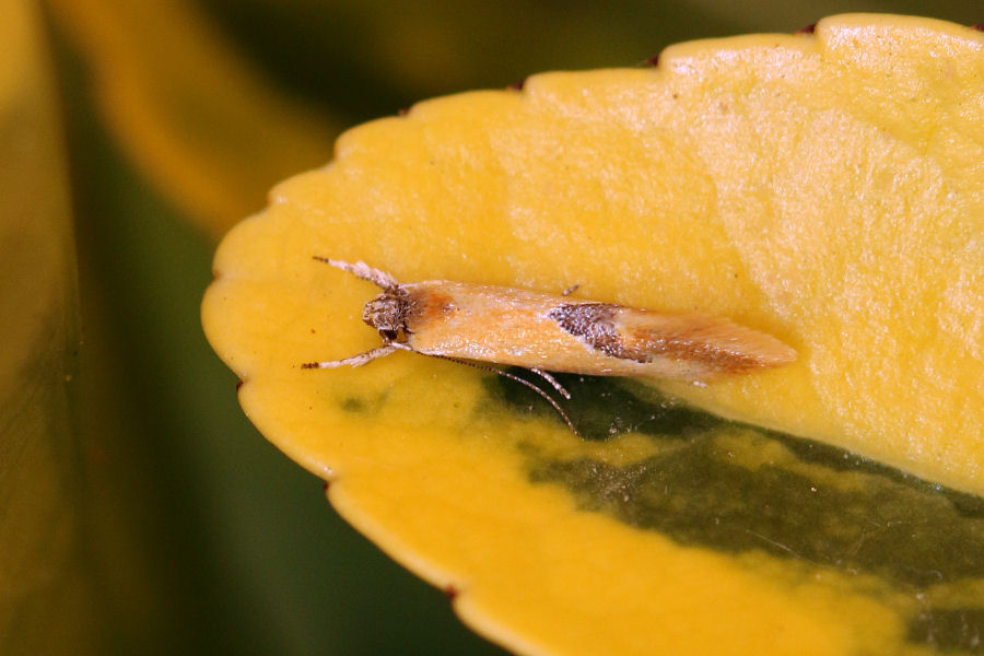 Oecophoridae:  Batia...internella?....Batia sp.