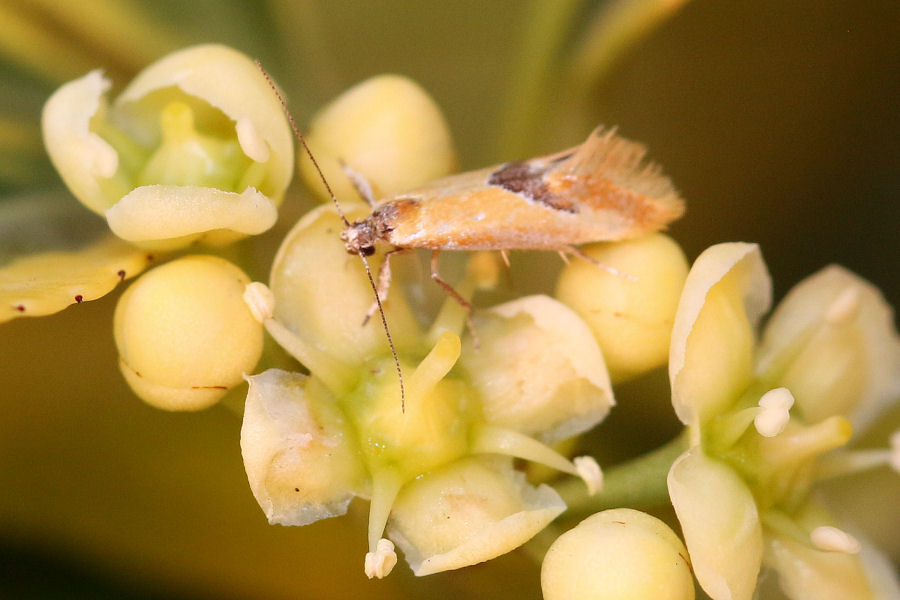 Oecophoridae:  Batia...internella?....Batia sp.