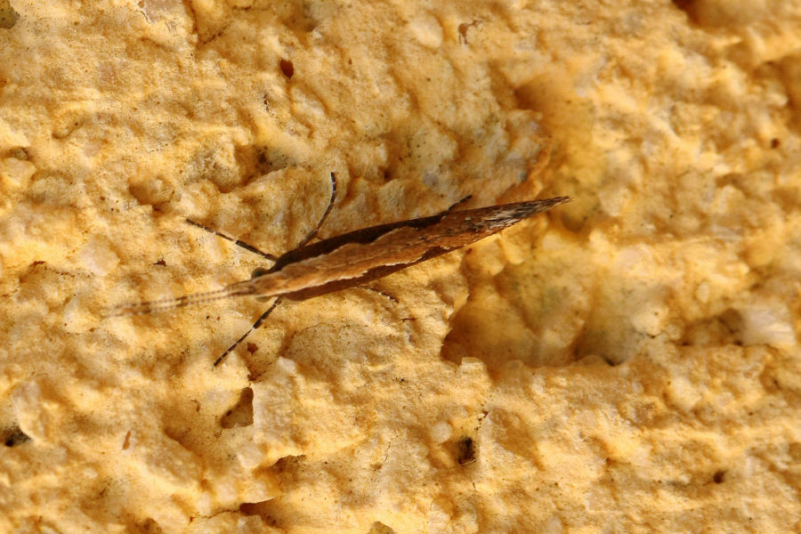 Plutella xylostella (Plutellidae)