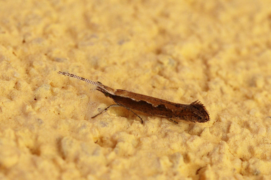 Plutella xylostella (Plutellidae)