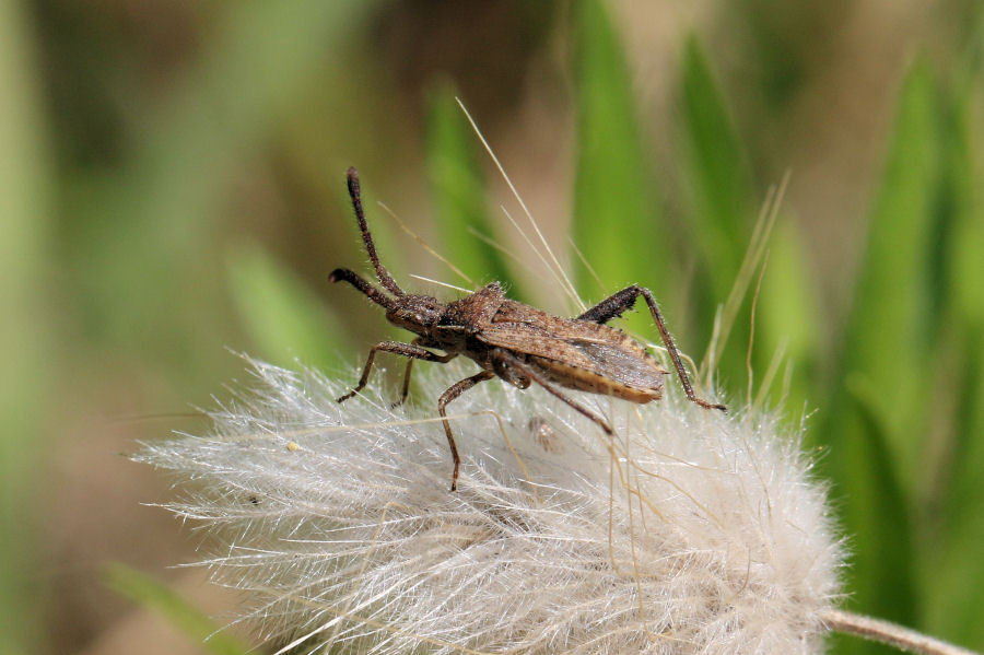 Coriomeris affinis? - Coreidae: Coriomeris hirticornis