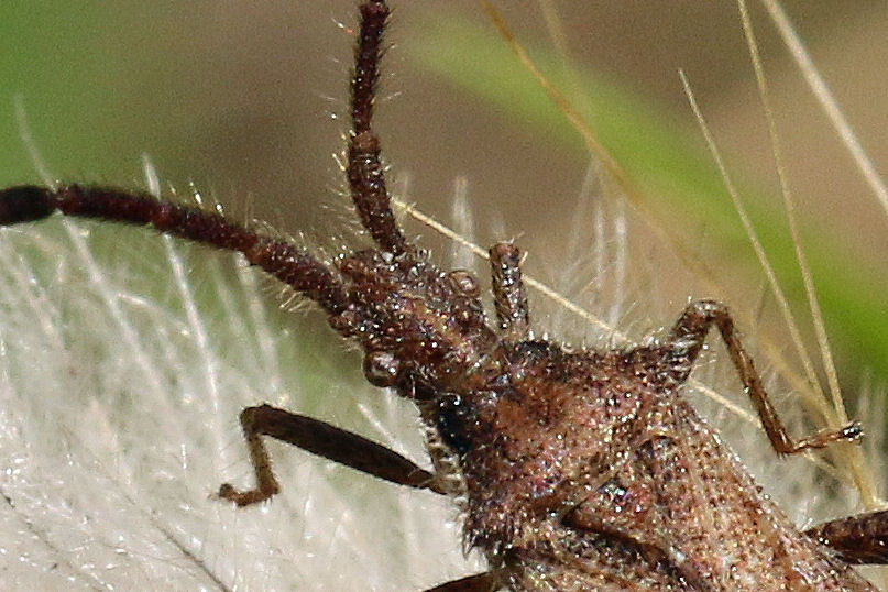 Coriomeris affinis? - Coreidae: Coriomeris hirticornis