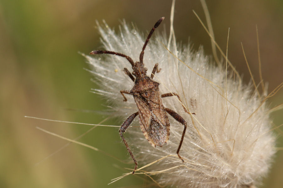 Coriomeris affinis? - Coreidae: Coriomeris hirticornis