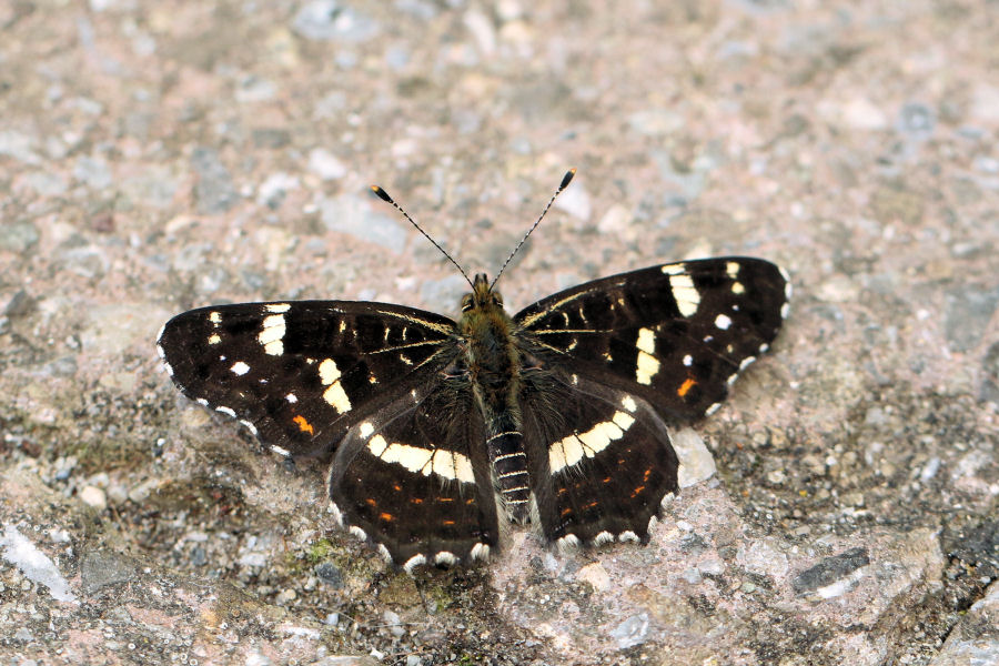 Araschnia levana dalla Svizzera