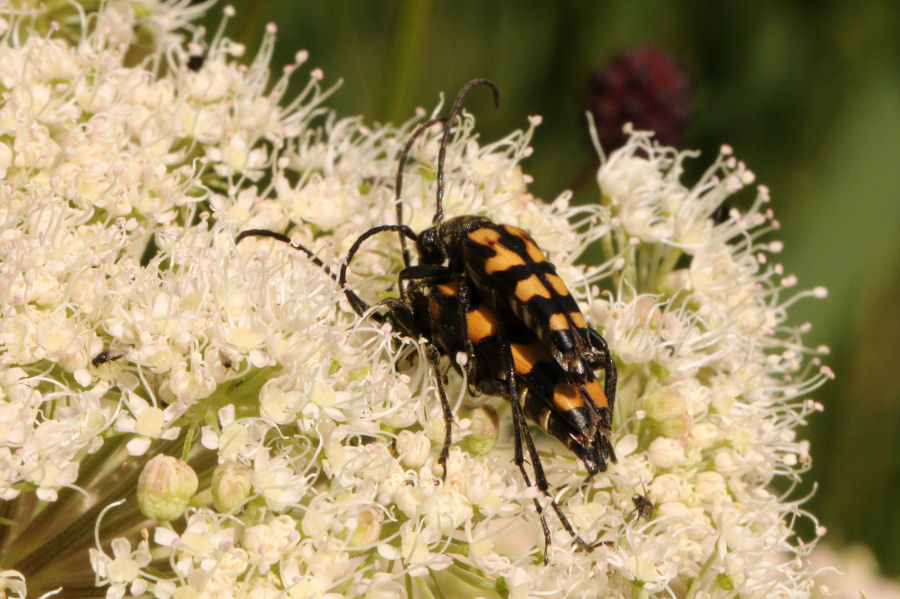 Cerambycidae: Leptura quadrifasciata?  S !