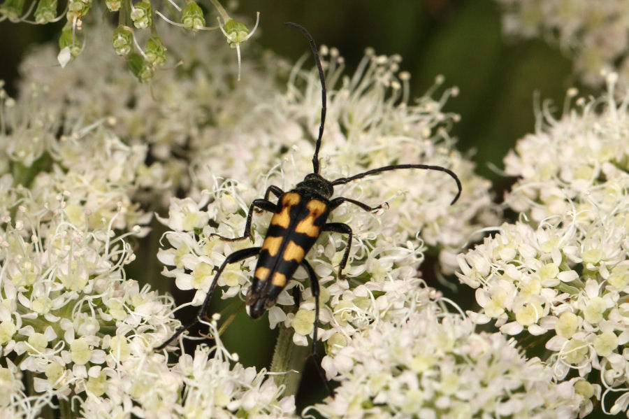 Cerambycidae: Leptura quadrifasciata?  S !