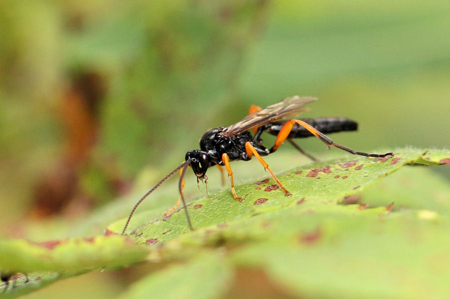 Ichneumonidae da id.