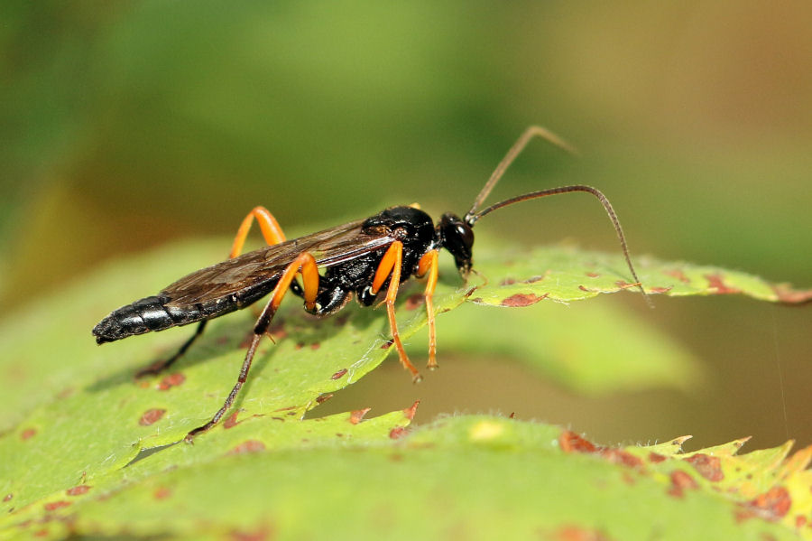 Ichneumonidae da id.