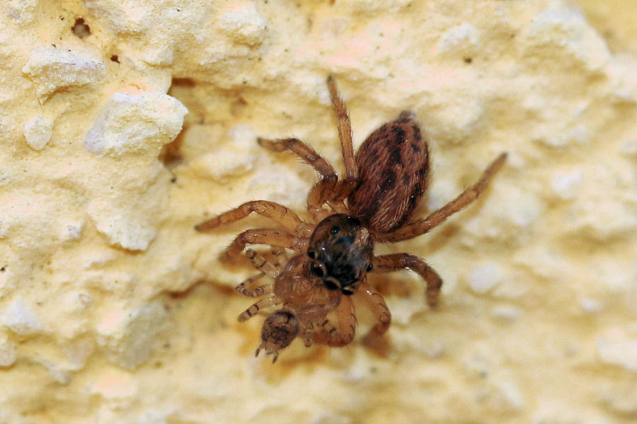 Saitis barbipes che preda Oecobius sp.  - Castel Maggiore (BO)