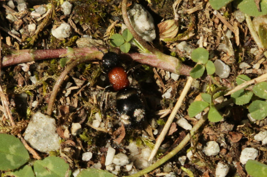 Mutilla europaea (Mutillidae)