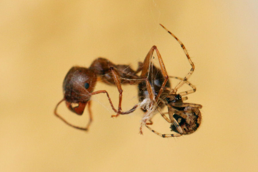 Theridion sp. vs Formicidae (Messor cfr. ibericus)