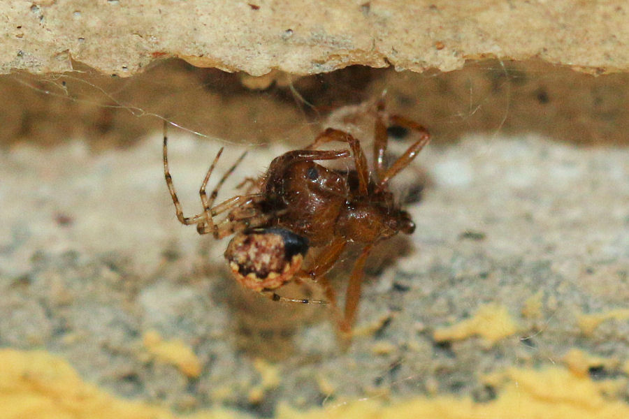 Theridion sp. vs Formicidae (Messor cfr. ibericus)