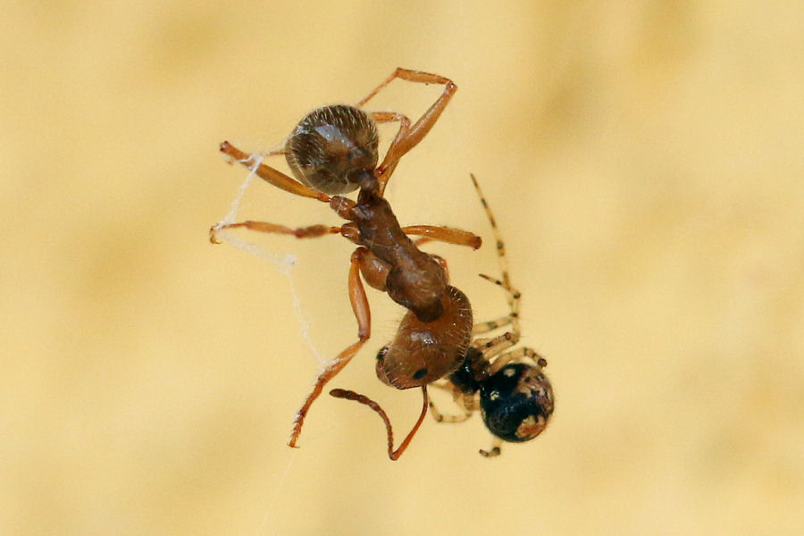 Theridion sp. vs Formicidae (Messor cfr. ibericus)