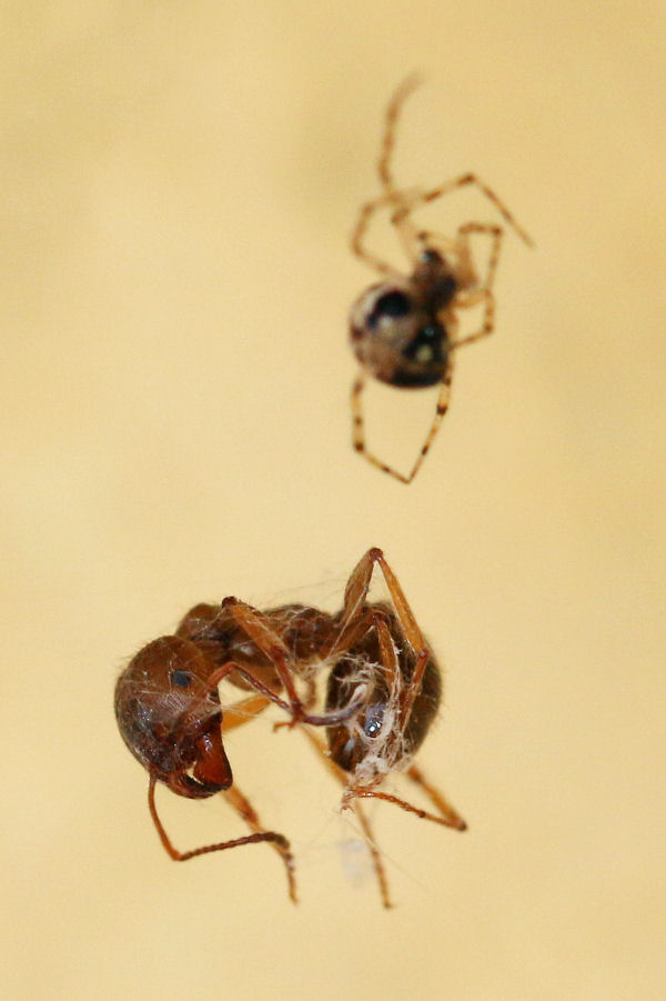 Theridion sp. vs Formicidae (Messor cfr. ibericus)