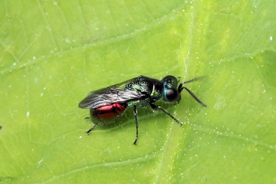 Chrysididae da id.: Pseudomalus auratus