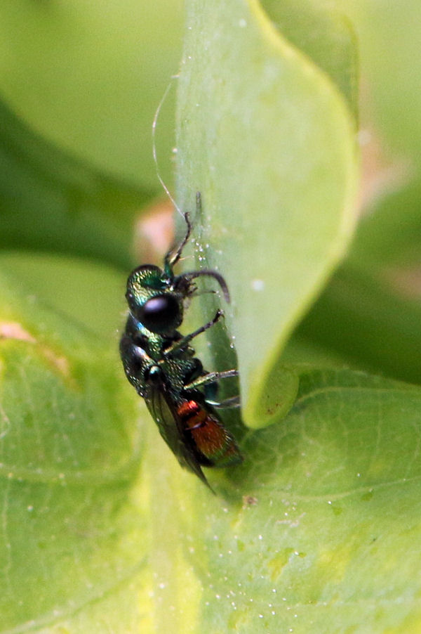 Chrysididae da id.: Pseudomalus auratus