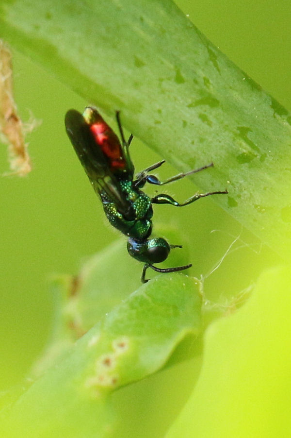 Chrysididae da id.: Pseudomalus auratus