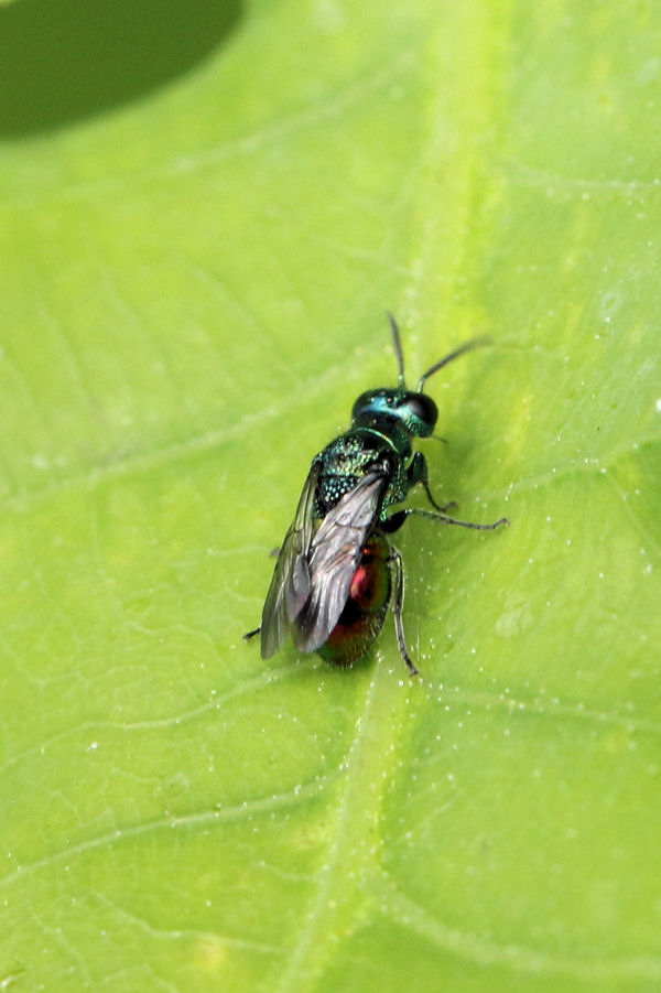 Chrysididae da id.: Pseudomalus auratus