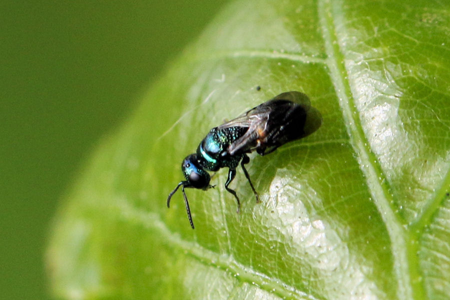 Chrysididae minuscolo da id.: ancora Pseudomalus auratus