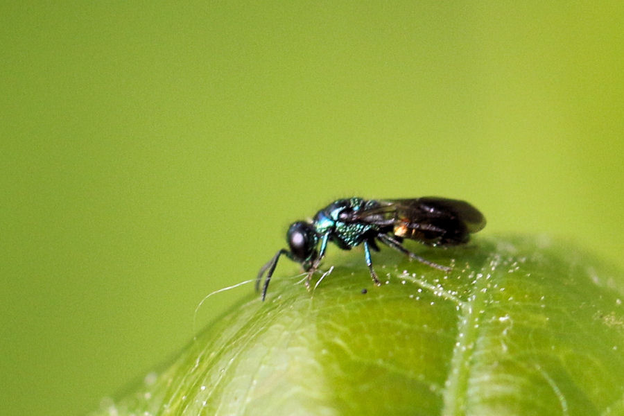 Chrysididae minuscolo da id.: ancora Pseudomalus auratus