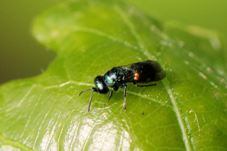 Chrysididae minuscolo da id.: ancora Pseudomalus auratus