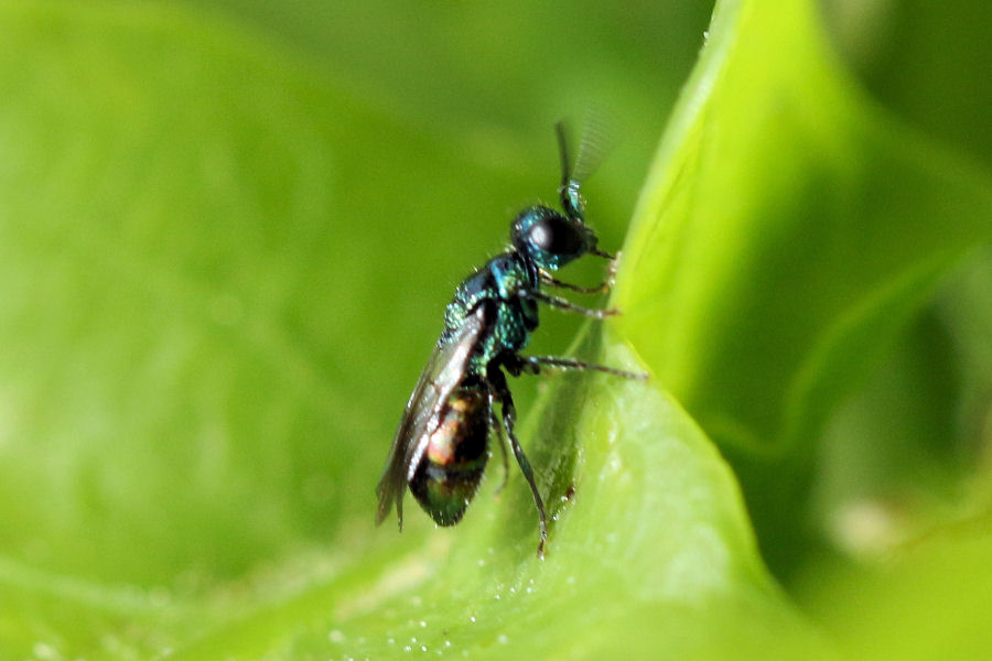 Chrysididae minuscolo da id.: ancora Pseudomalus auratus