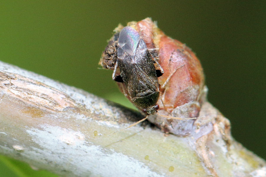 Miridae: Psallus perrisi (cf.)