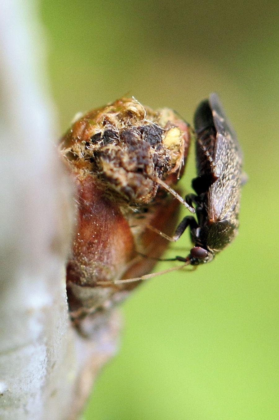 Miridae: Psallus perrisi (cf.)