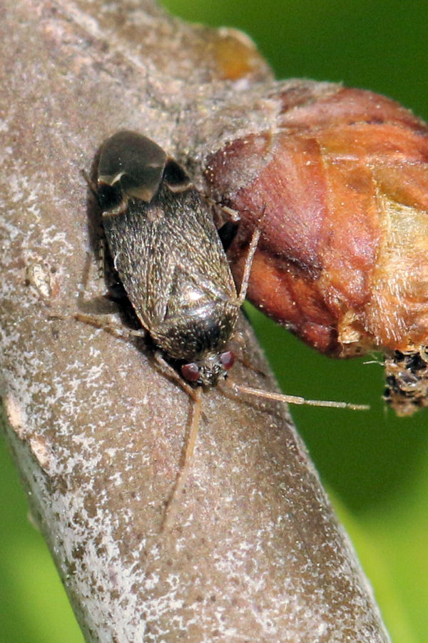 Miridae: Psallus perrisi (cf.)