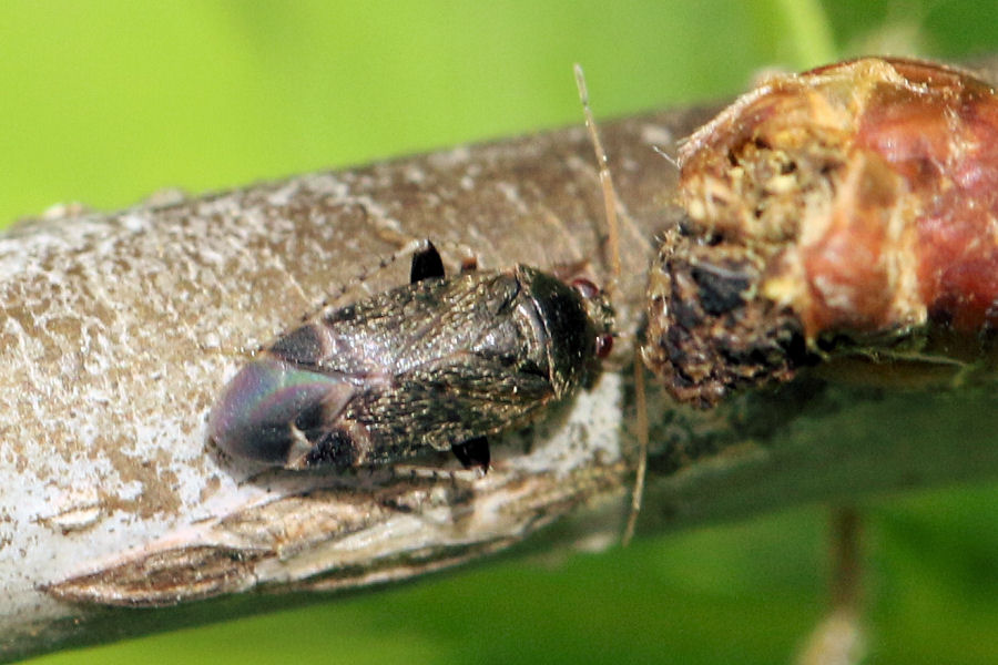 Miridae: Psallus perrisi (cf.)