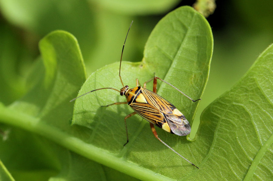 Miridae: Rhabdomiris striatellus - alimentazione