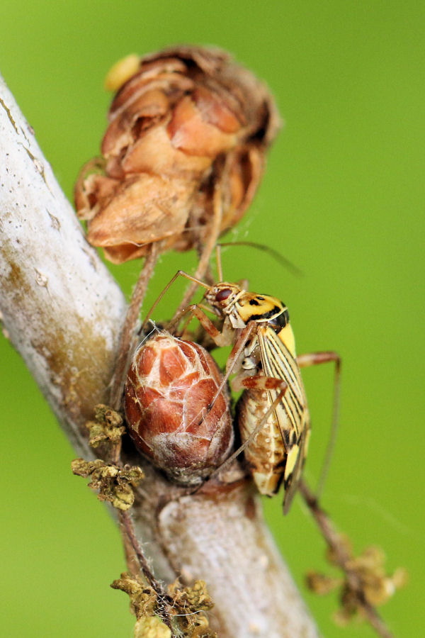 Miridae: Rhabdomiris striatellus - alimentazione