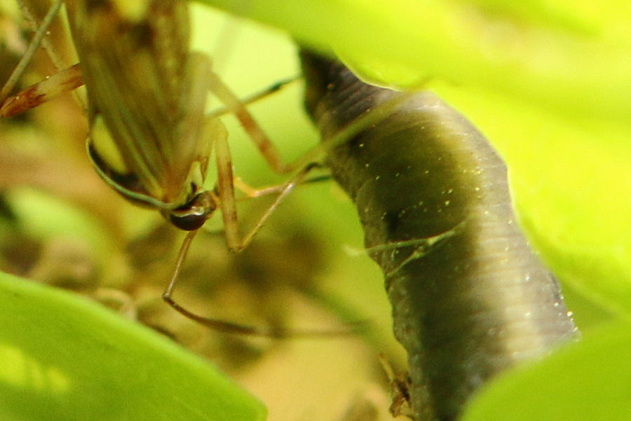 Miridae: Rhabdomiris striatellus - alimentazione