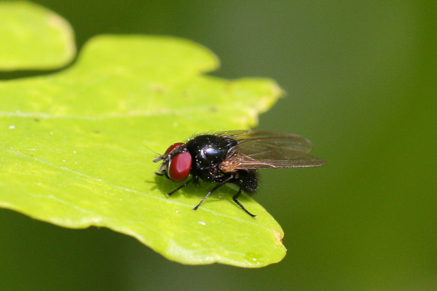 Lonchaeidae:  Lonchaea sp.?  S !