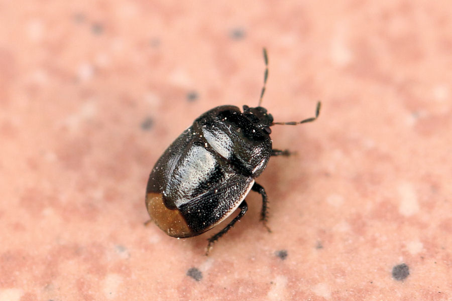 Cydnidae: Legnotus limbosus