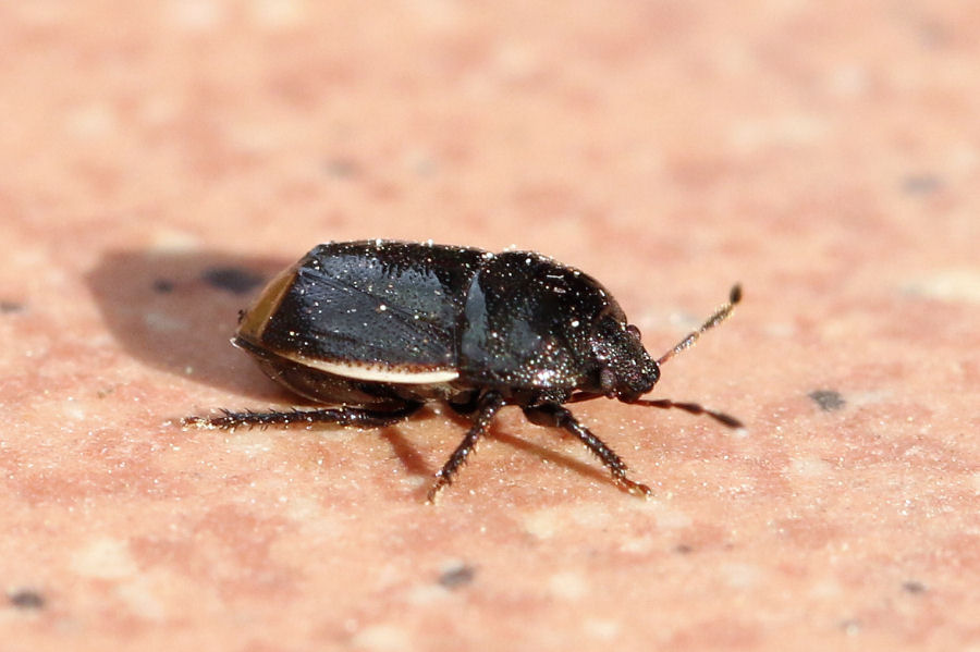 Cydnidae: Legnotus limbosus