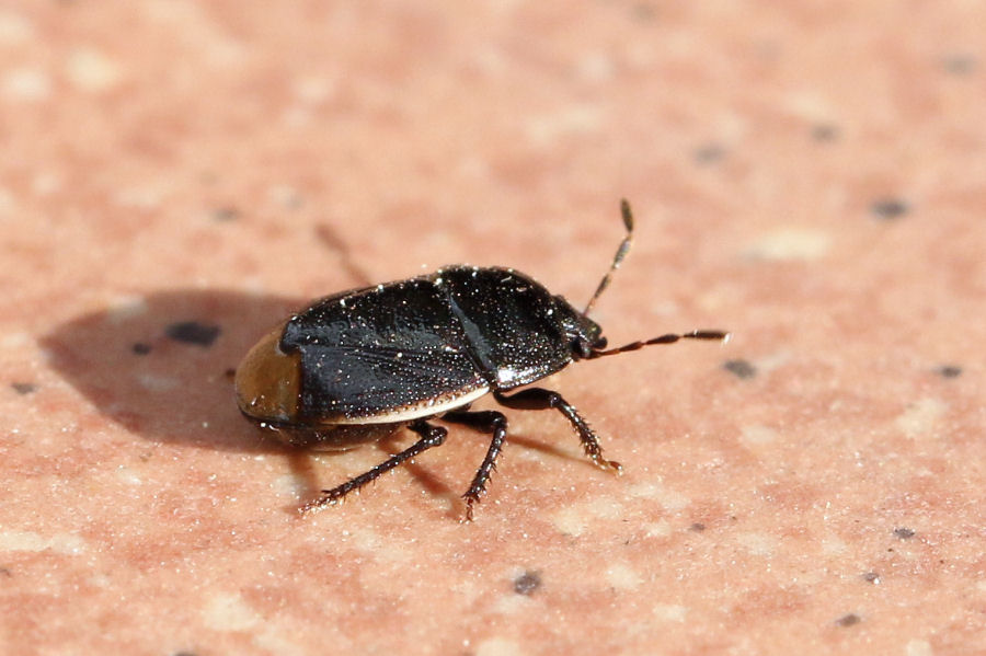 Cydnidae: Legnotus limbosus