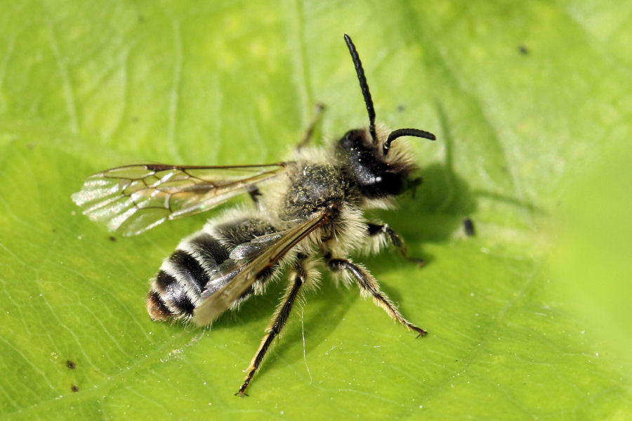 Ape pelosa: Andrena sp., maschio