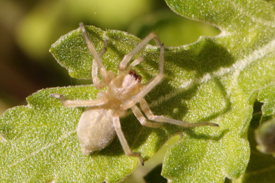 Cheiracanthium sp.  - Castel Maggiore (BO)