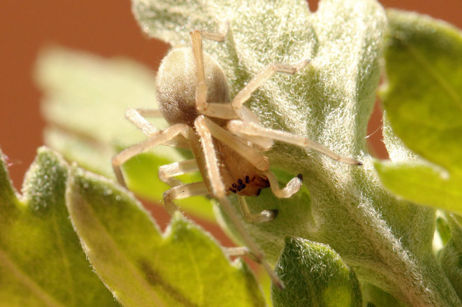 Cheiracanthium sp.  - Castel Maggiore (BO)