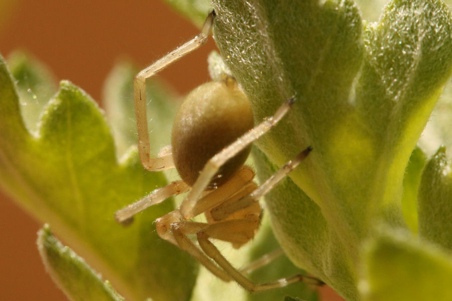 Cheiracanthium sp.  - Castel Maggiore (BO)