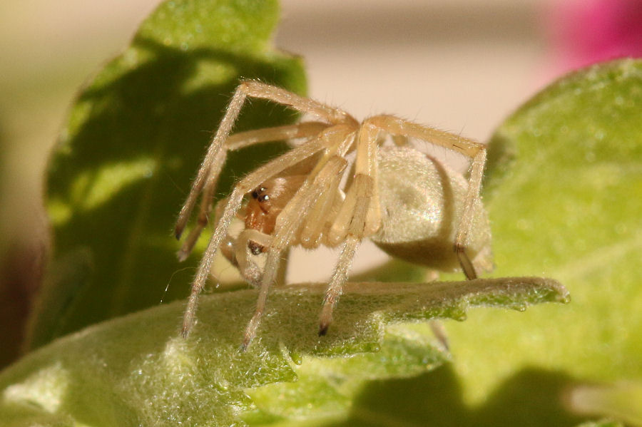 Cheiracanthium sp.  - Castel Maggiore (BO)