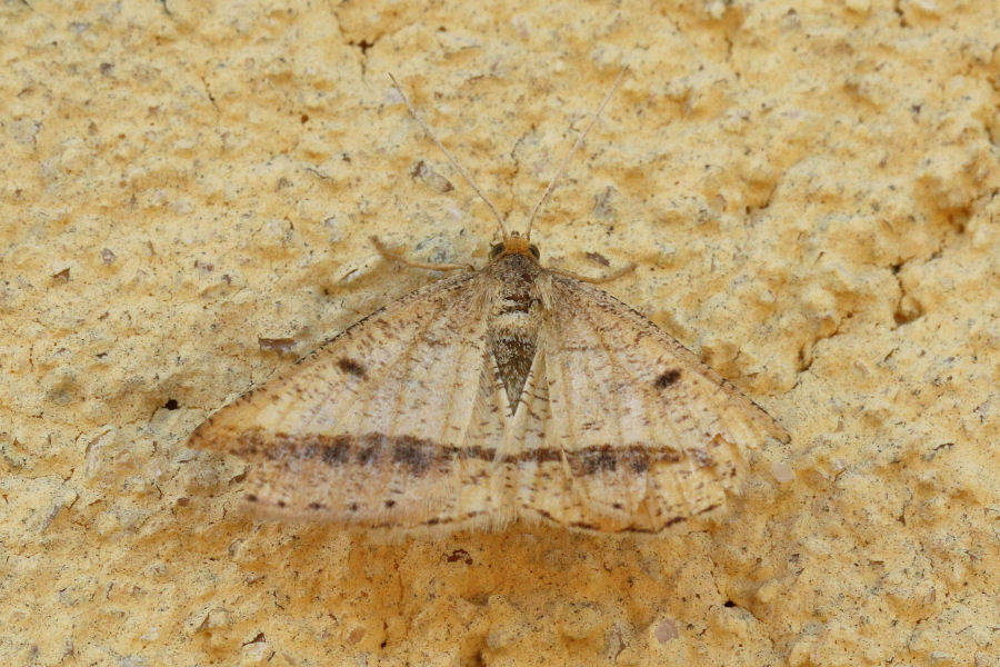 Geometridae? S, Isturgia arenacearia