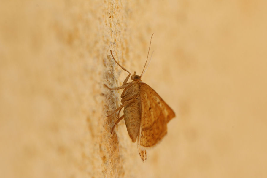 Geometridae? S, Isturgia arenacearia