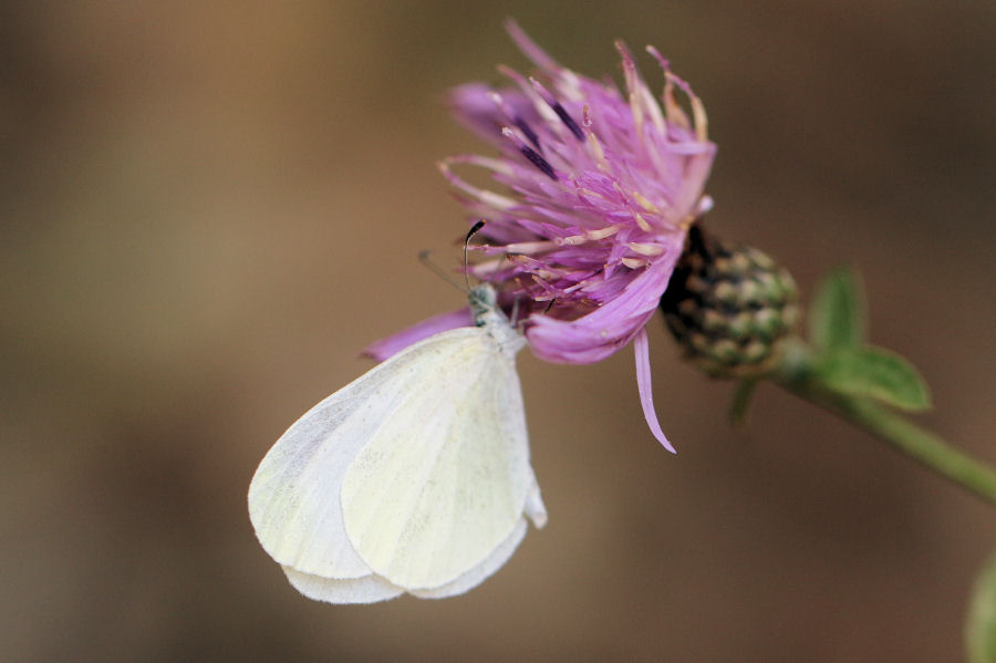 Pieridae: Leptidea sinapis?  S !