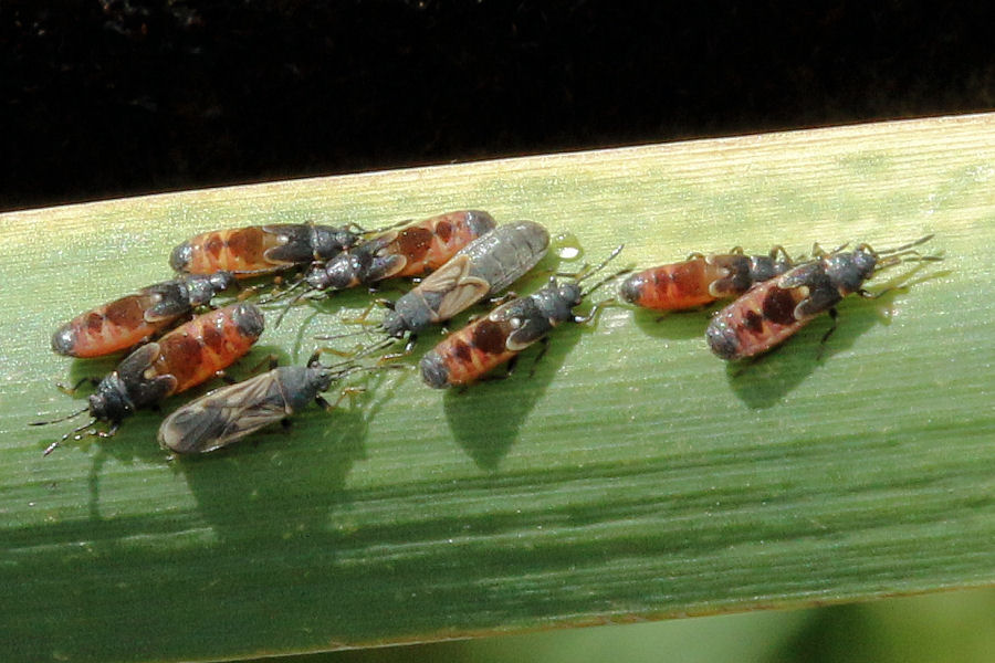 Lygaeidae: Ischnodemus sabuleti dalla Svizzera