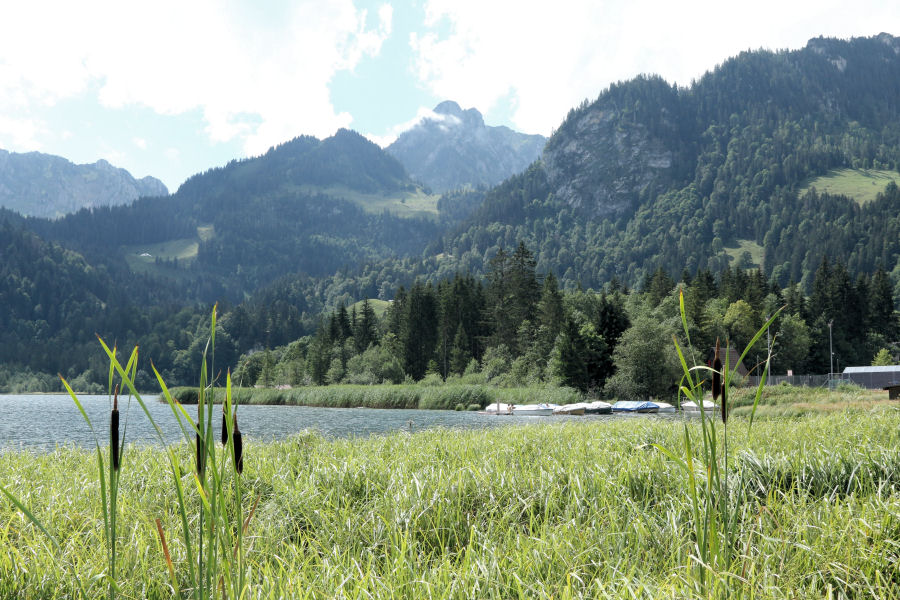 Lygaeidae: Ischnodemus sabuleti dalla Svizzera